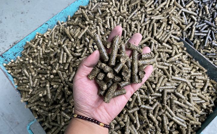 在原料存儲區(qū)，工人將粉碎成大塊木渣投入傳送帶，輸送至一旁的生產(chǎn)區(qū)。在生產(chǎn)區(qū)，經(jīng)二次粉碎和生物質(zhì)燃料顆粒機擠壓后，小木渣變成了一節(jié)節(jié)鉛筆粗細的生物質(zhì)燃料顆粒